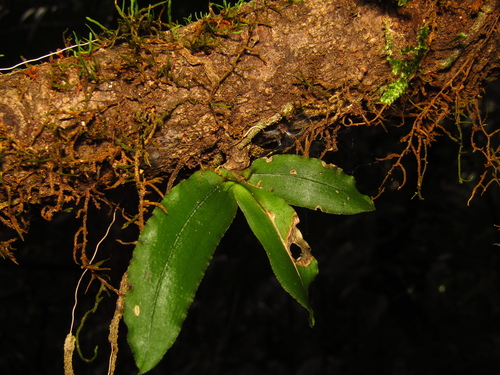 Image of Rhinerrhiza divitiflora by (c) Samuel Frankel, some rights reserved (CC BY)