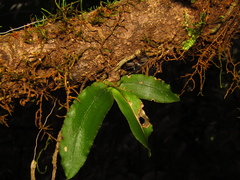 Rhinerrhiza divitiflora