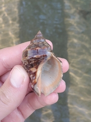 Stramonita biserialis