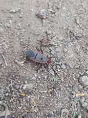 Dysdercus bimaculatus