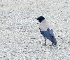 Corvus cornix