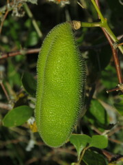 Amphilophium carolinae