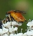 Arge cyanocrocea