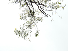 Eucalyptus tindaliae