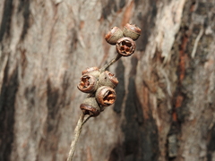Eucalyptus tindaliae