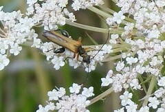 Oedemera podagrariae