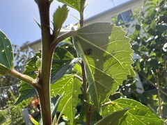 Nisotra bicolorata