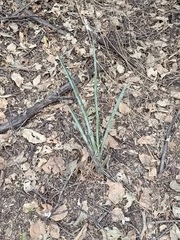 Agave angustifolia