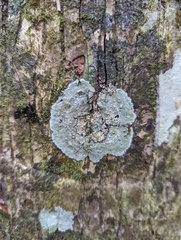 Dichosporidium nigrocinctum