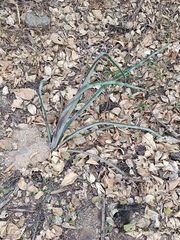 Agave angustifolia