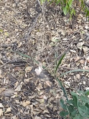 Agave angustifolia