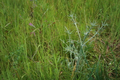 Eryngium corniculatum