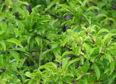 Rhamnus saxatilis