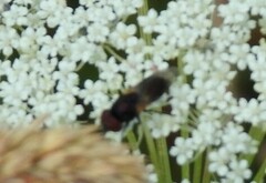 Physiphora alceae