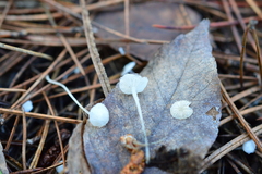 Hemimycena lactea