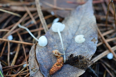 Hemimycena lactea