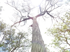 Eucalyptus tindaliae