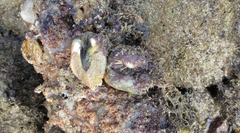 Image of Arca mutabilis