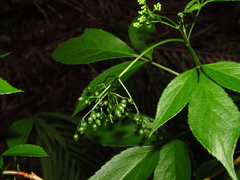 Sambucus australasica