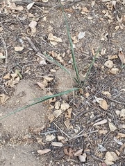 Agave angustifolia