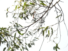 Eucalyptus tindaliae