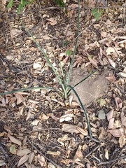 Agave angustifolia
