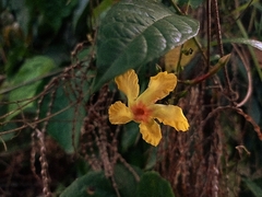 Mandevilla subsagittata