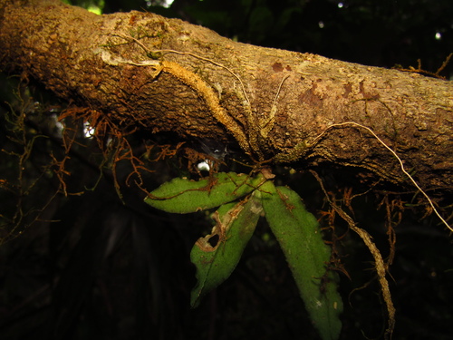 Image of Rhinerrhiza divitiflora by (c) Samuel Frankel, some rights reserved (CC BY)
