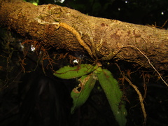Rhinerrhiza divitiflora