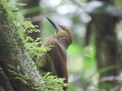 Dendrocolaptes sanctithomae