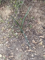 Agave angustifolia