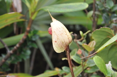 Anthurium lasabanetaense