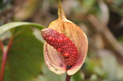 Anthurium lasabanetaense