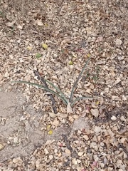 Agave angustifolia