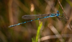 Austrolestes minjerriba