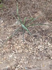 Agave angustifolia