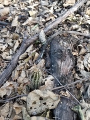 Pachycereus pecten-aboriginum