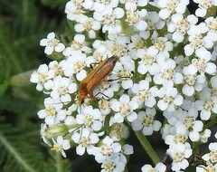 Oedemera podagrariae