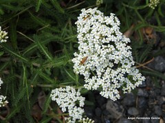 Oedemera podagrariae