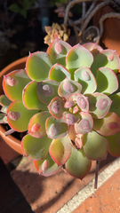 Echeveria