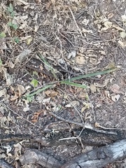 Agave angustifolia