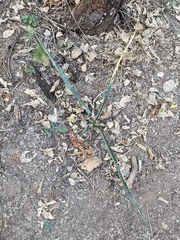 Agave angustifolia