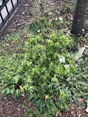 Chenopodium ficifolium
