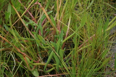 Eryngium corniculatum