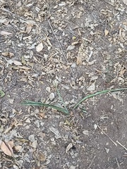 Agave angustifolia