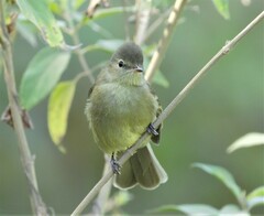 Camptostoma obsoletum