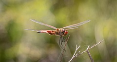Tramea loewii