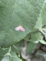 Choristostigma perpulchralis