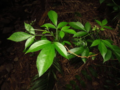Sambucus australasica