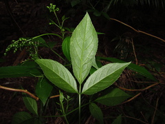 Sambucus australasica